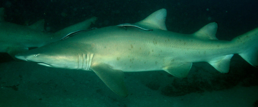 84c353ab-483f-4a1d-9abb-db19f2798d64