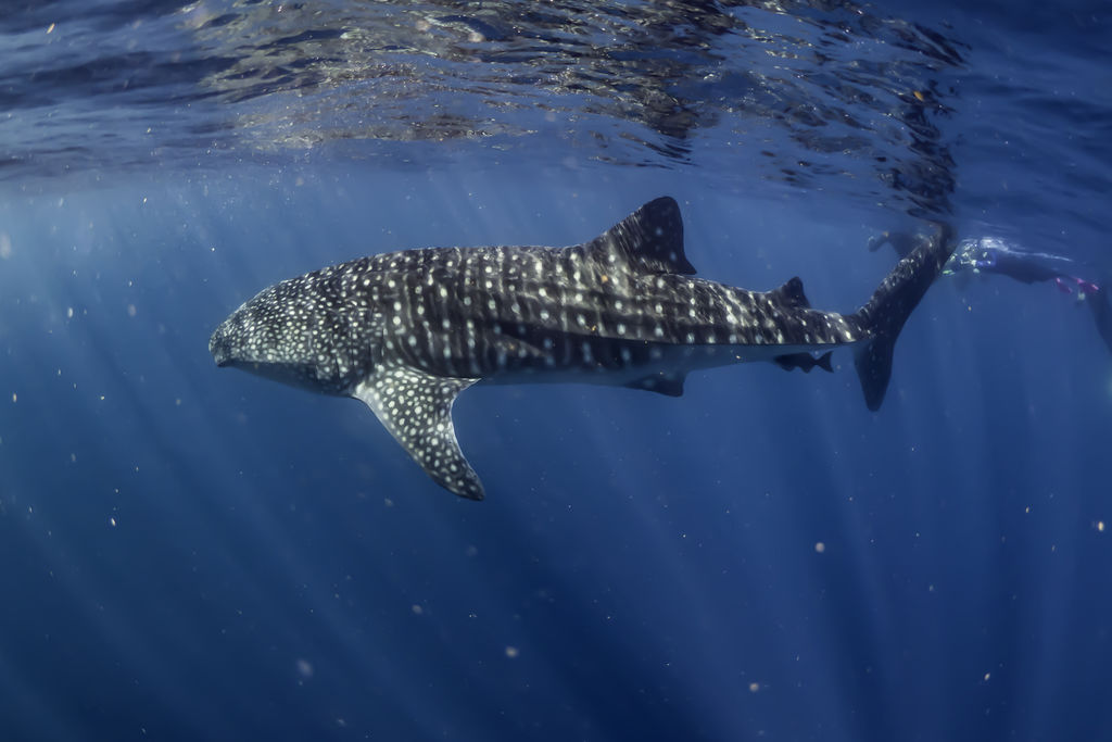 055a8202-5c4f-42c6-a09d-898cfb3a4475