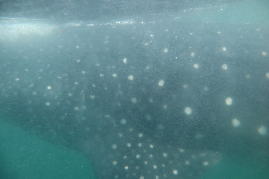 739b0b1a-734b-49b0-8d68-40eaf23e3a12