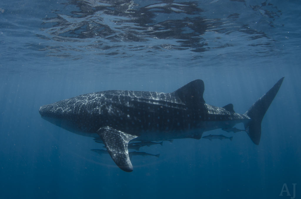 0d506037-2226-4392-861e-6dd8d1a7696b