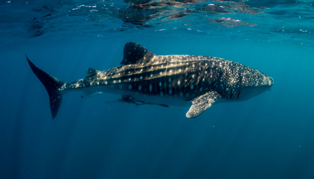 8a4185c2-5868-49e6-bdd6-3bd225affcec