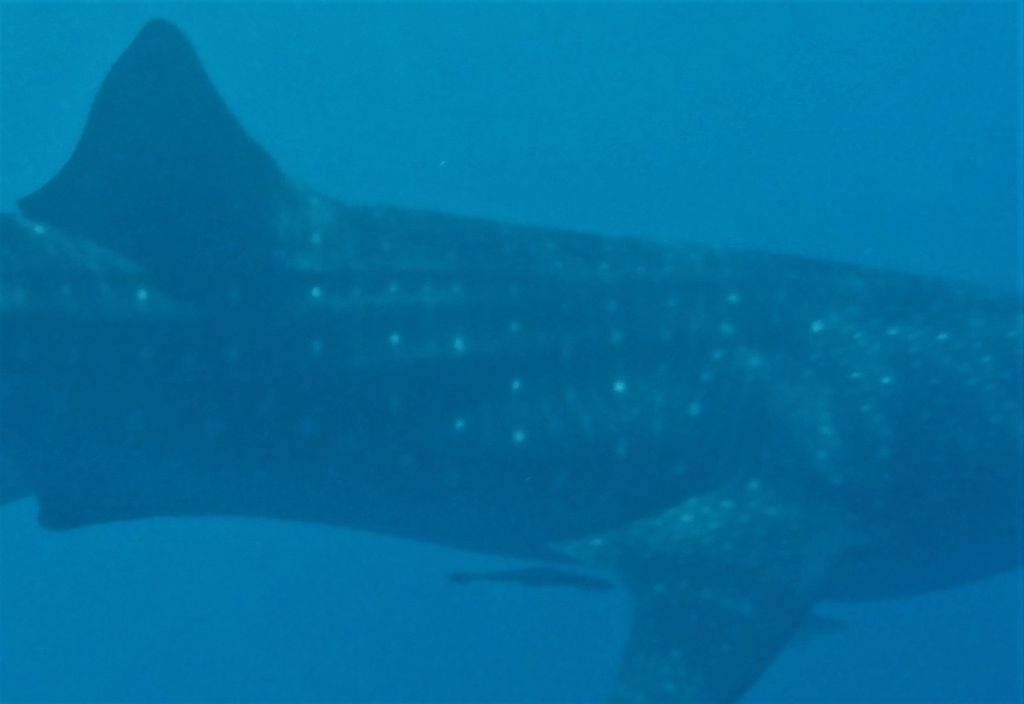 dbae5df9-206d-4193-bad7-810717b04749