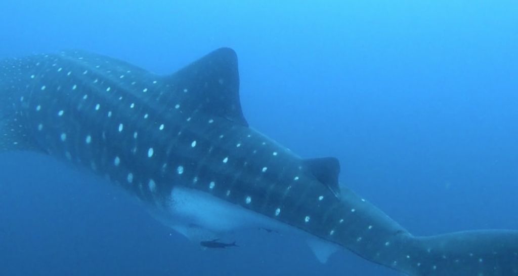 9f3377a2-761e-4bca-892d-8d95e23b0346