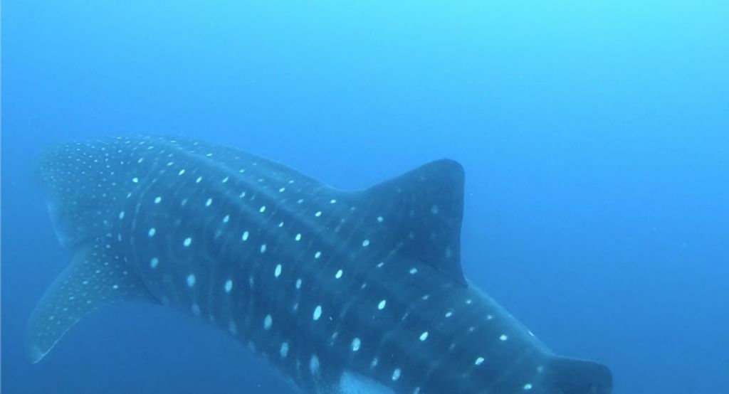 9f3377a2-761e-4bca-892d-8d95e23b0346