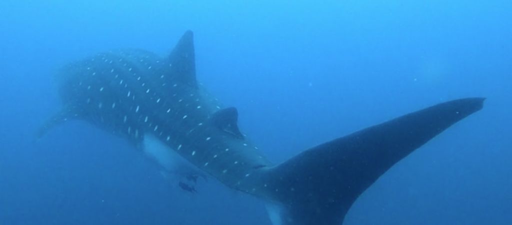 9f3377a2-761e-4bca-892d-8d95e23b0346