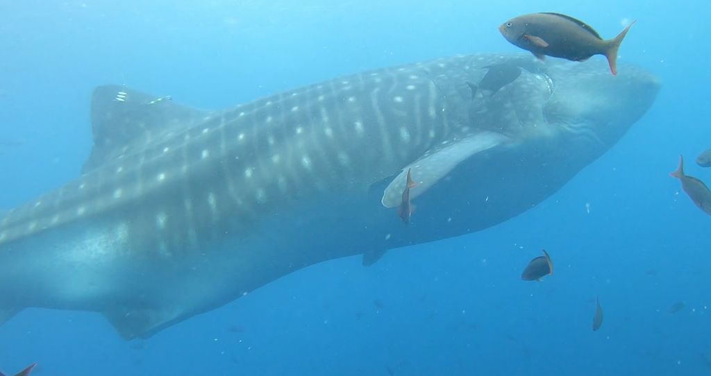 4921c558-a028-4b04-9255-622833b311a4