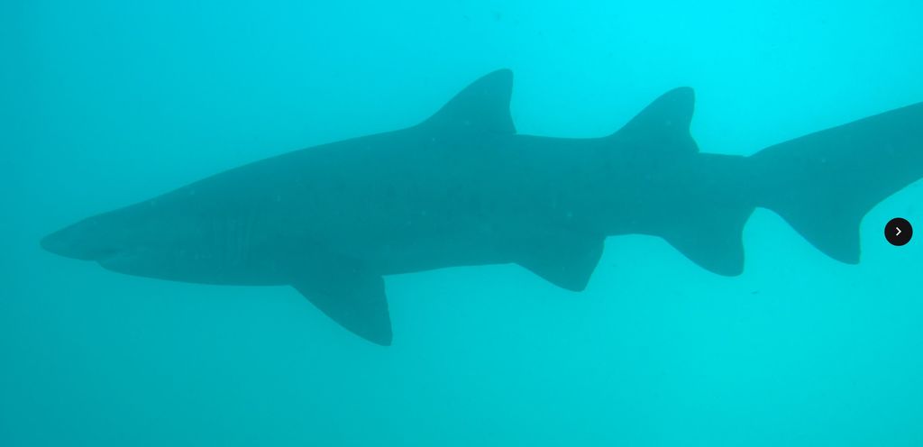 bcbfc54a-e7ef-426e-a7e4-d278dabd5ffa