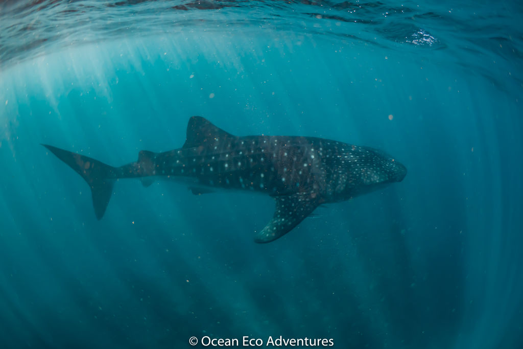 29a9e16c-cc1d-469c-9e30-58964fc048a3