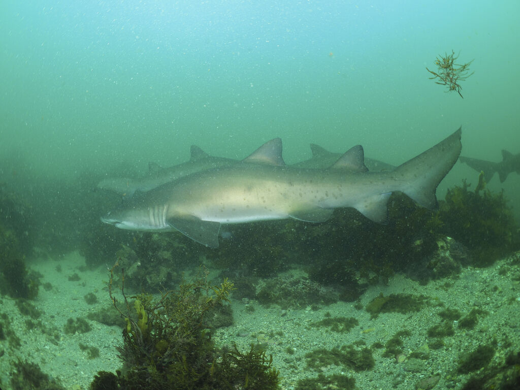 0d82d35d-eb53-430f-91c5-30422e86de66