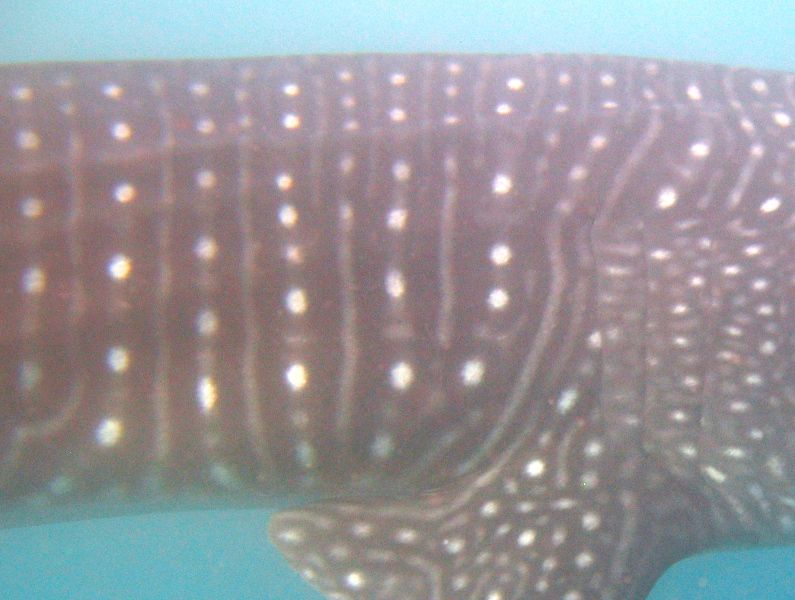 98284499-0538-4a30-bd21-ac957a234dcf