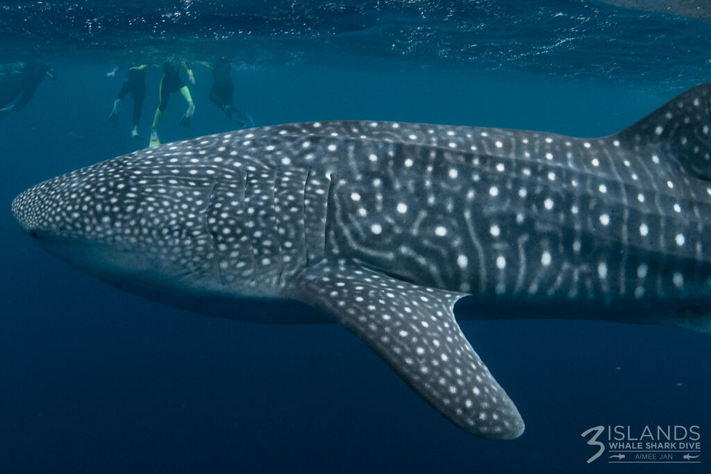 c1100bb5-3f91-4c5a-a961-14cf69a49e80