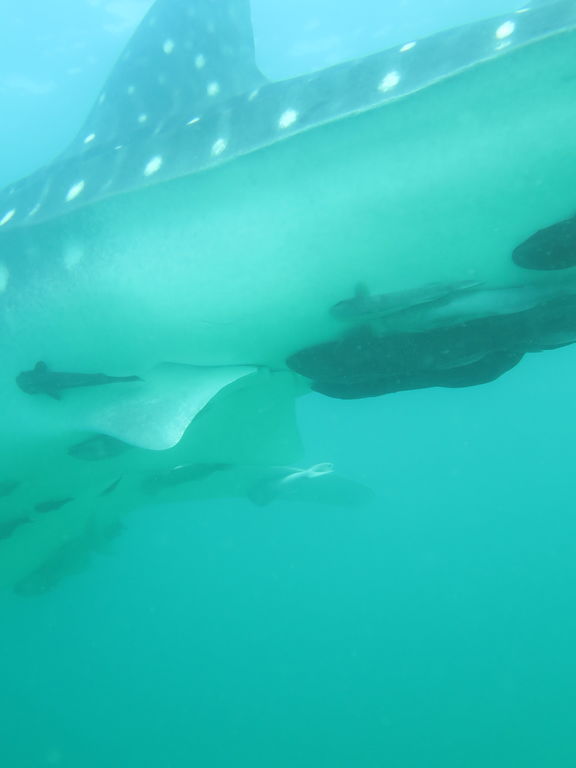 bc3e78d7-3824-4e50-8bbd-54eea9659128