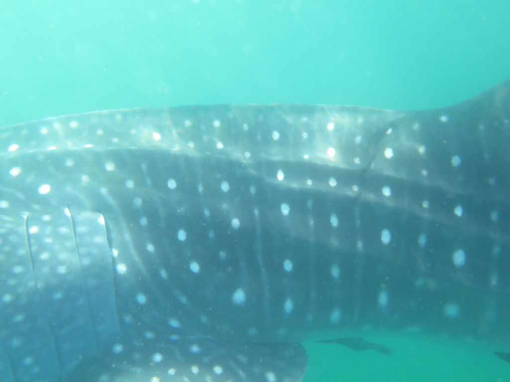 bc3e78d7-3824-4e50-8bbd-54eea9659128