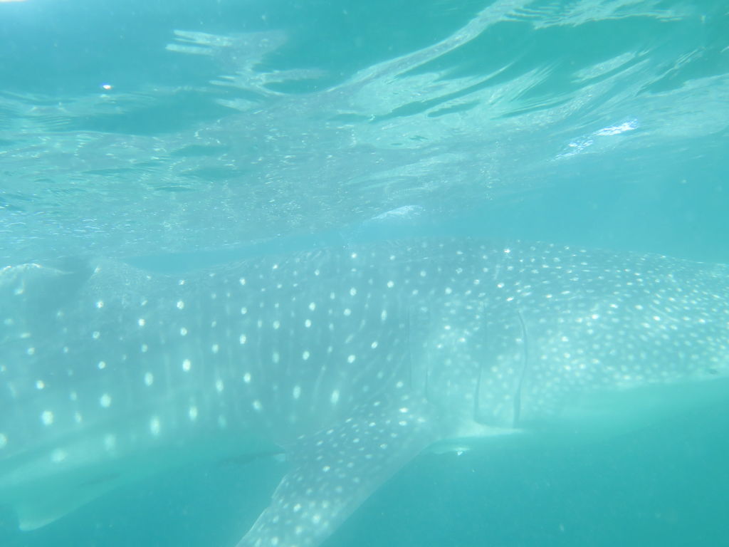 bc3e78d7-3824-4e50-8bbd-54eea9659128