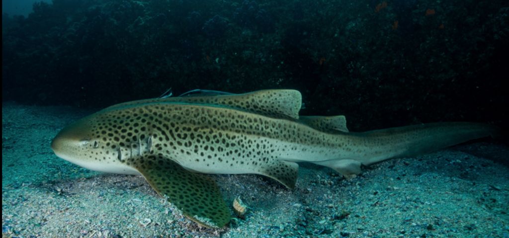 6a4cebb0-6324-47c3-b09a-82911c8f585c