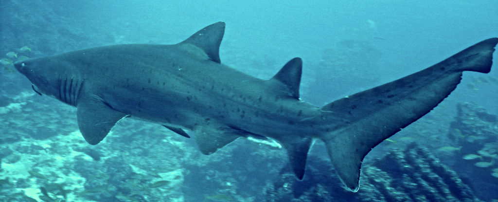 0285ee95-d54a-441c-9e16-d46d84dc98eb