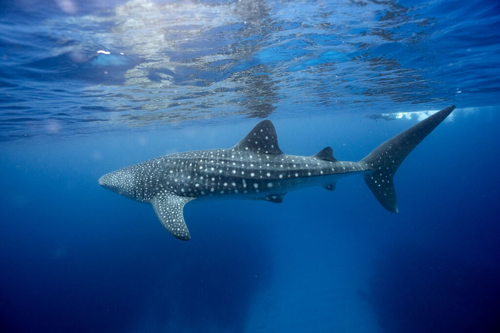 77544d02-6060-495c-946b-38a32be8ba51