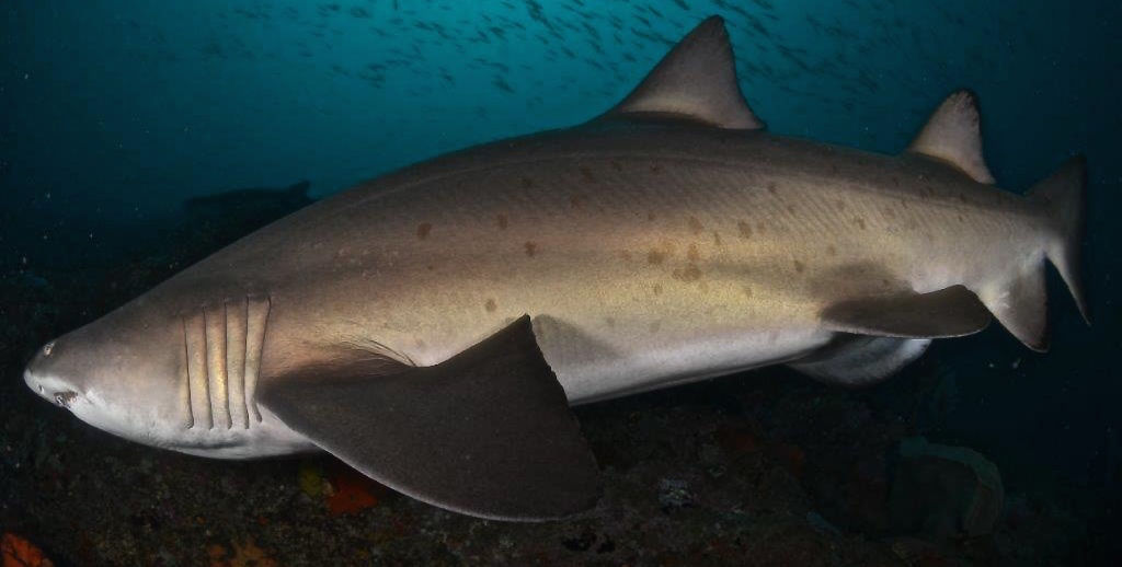 a84562e4-b72c-4162-82f0-477f2662fa59