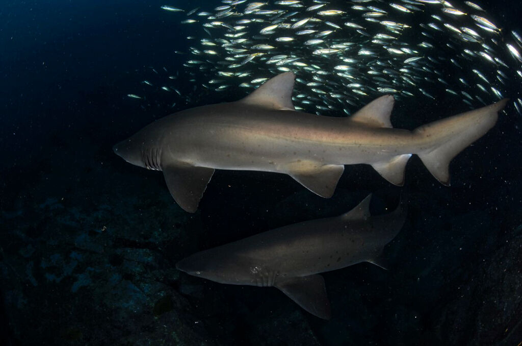 07f0202c-ad49-4c7c-91f1-72ab62e06476