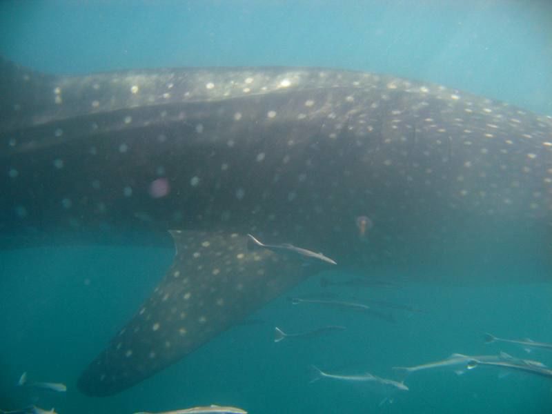 004f24f1-4ff1-46d9-991c-b6796041943c