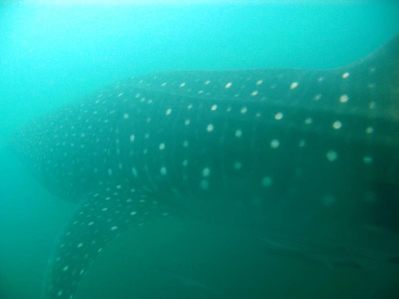 004f24f1-4ff1-46d9-991c-b6796041943c