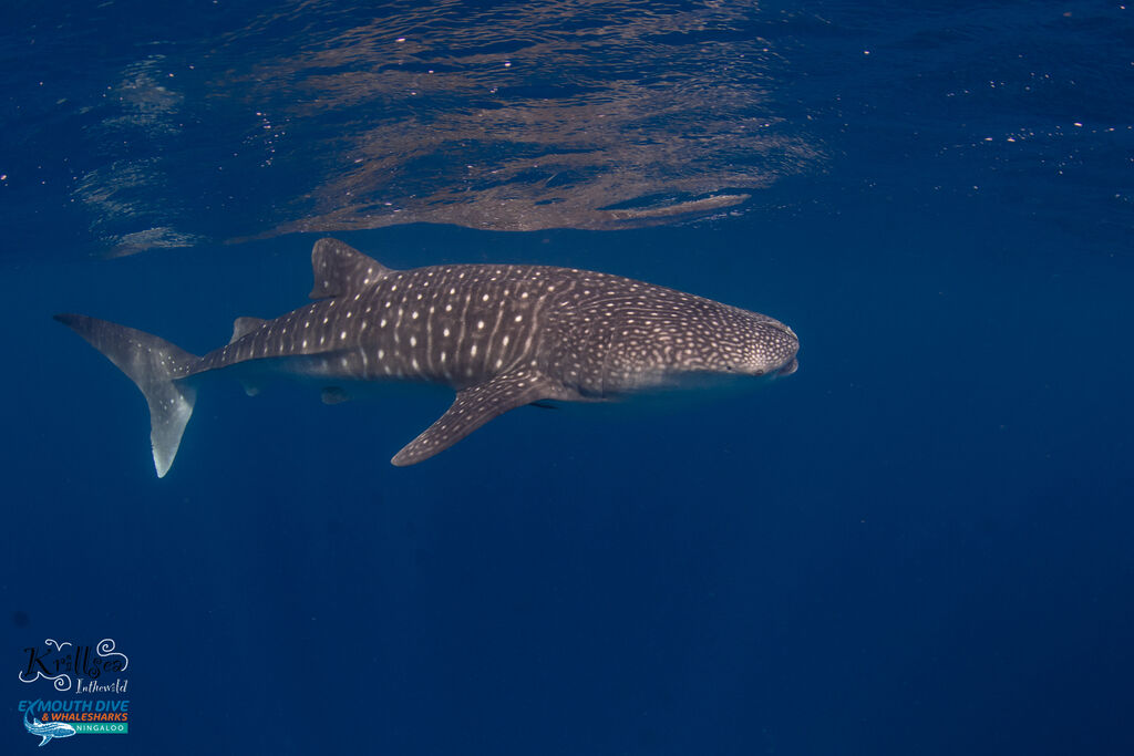 d4e4ed85-7b66-426f-b6a8-9cb99ffc43af