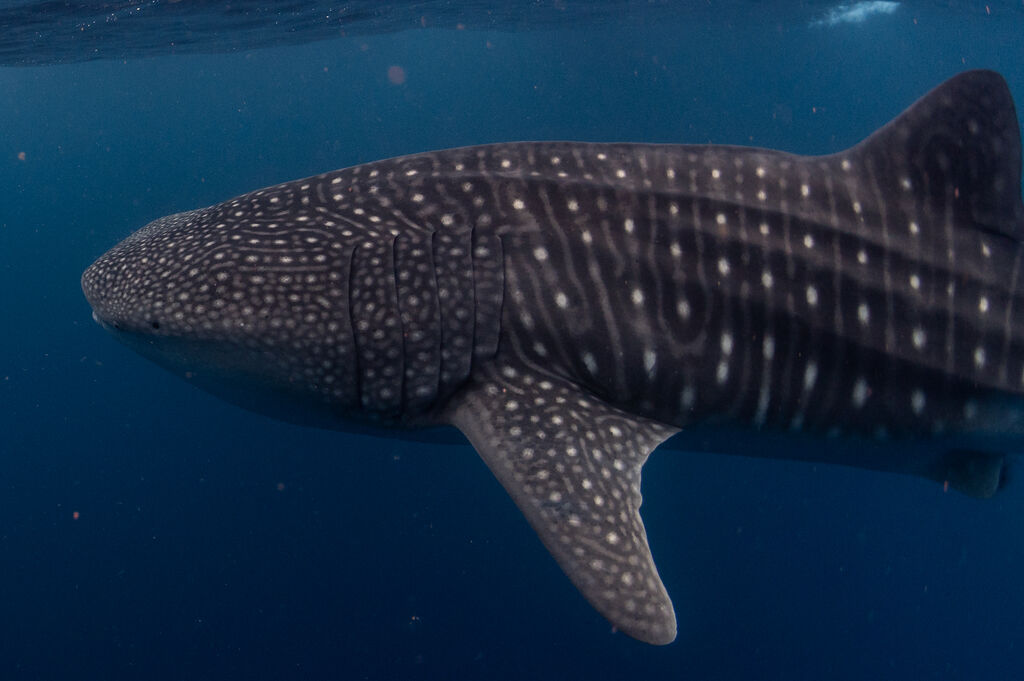 1fc460cd-b3af-4ad5-8e7a-d86925190362