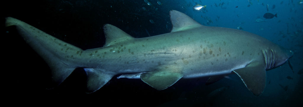 b8a7fa58-945f-4e0d-8795-9842d97da59a