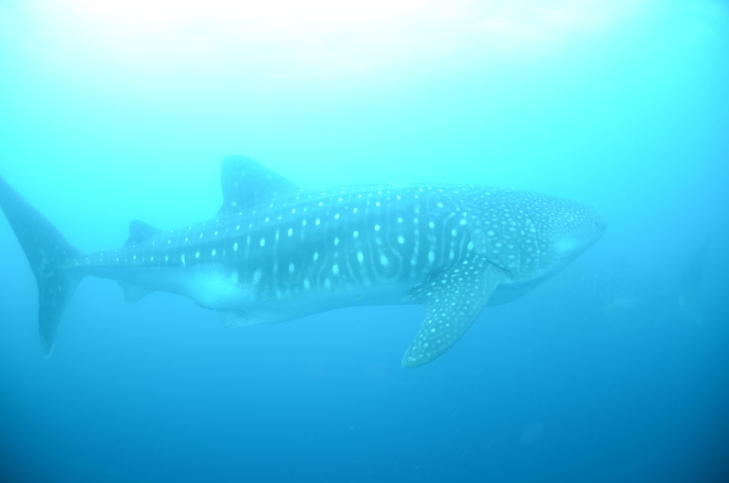 6fa94973-5aeb-420a-a60a-e10fabed204d