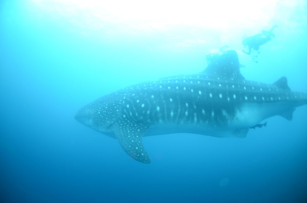 6fa94973-5aeb-420a-a60a-e10fabed204d