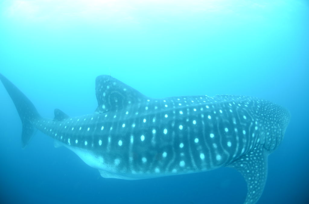 6fa94973-5aeb-420a-a60a-e10fabed204d