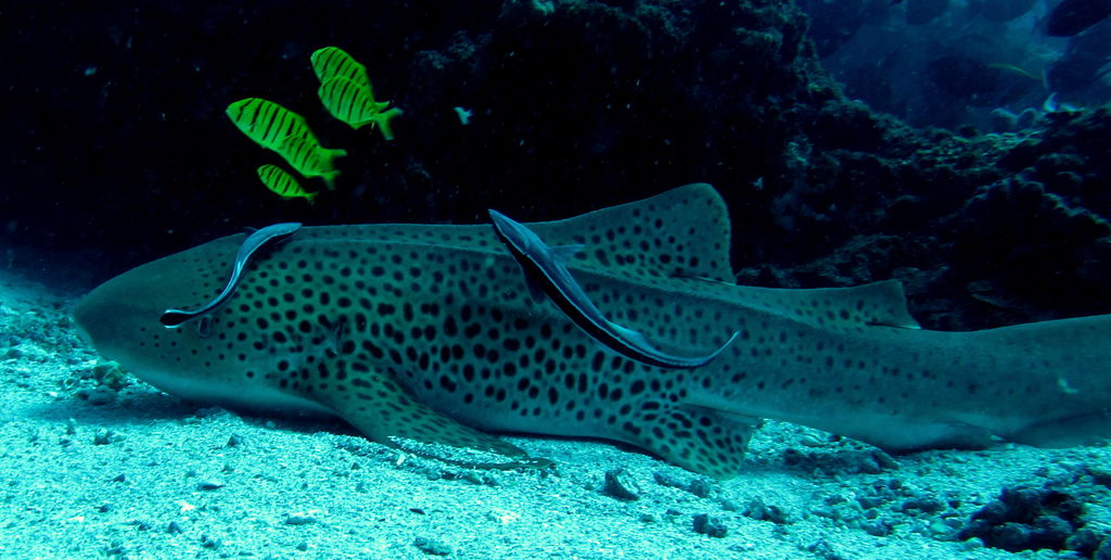 54bec2c5-de09-4fdd-8b8d-4b81e03bca58