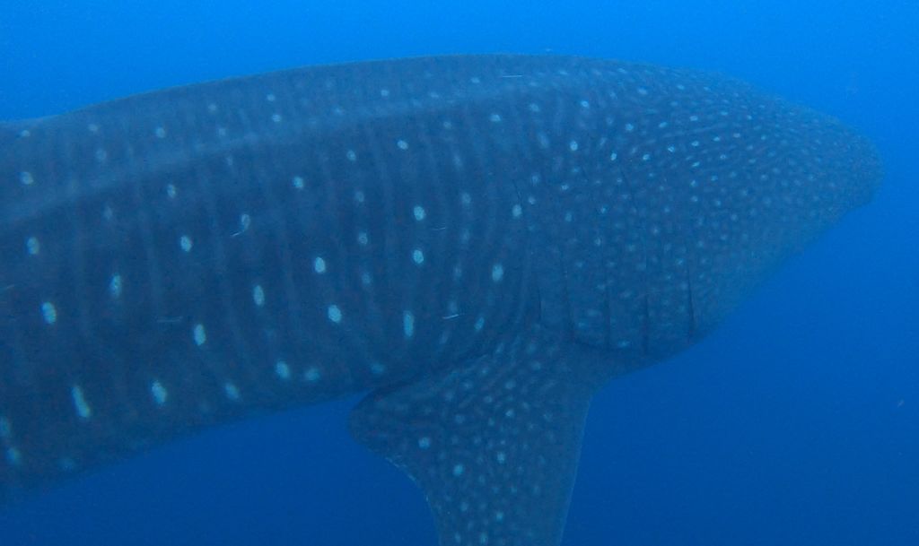 e1c4e54e-9deb-4eb3-ba51-7c4e0ece76a8