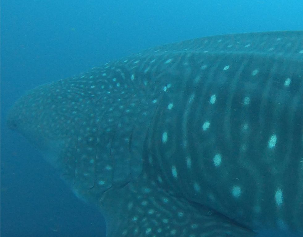 e1c4e54e-9deb-4eb3-ba51-7c4e0ece76a8