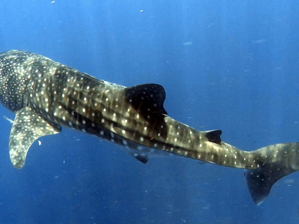 0b4caac4-be6b-4885-93d1-d09176d38785