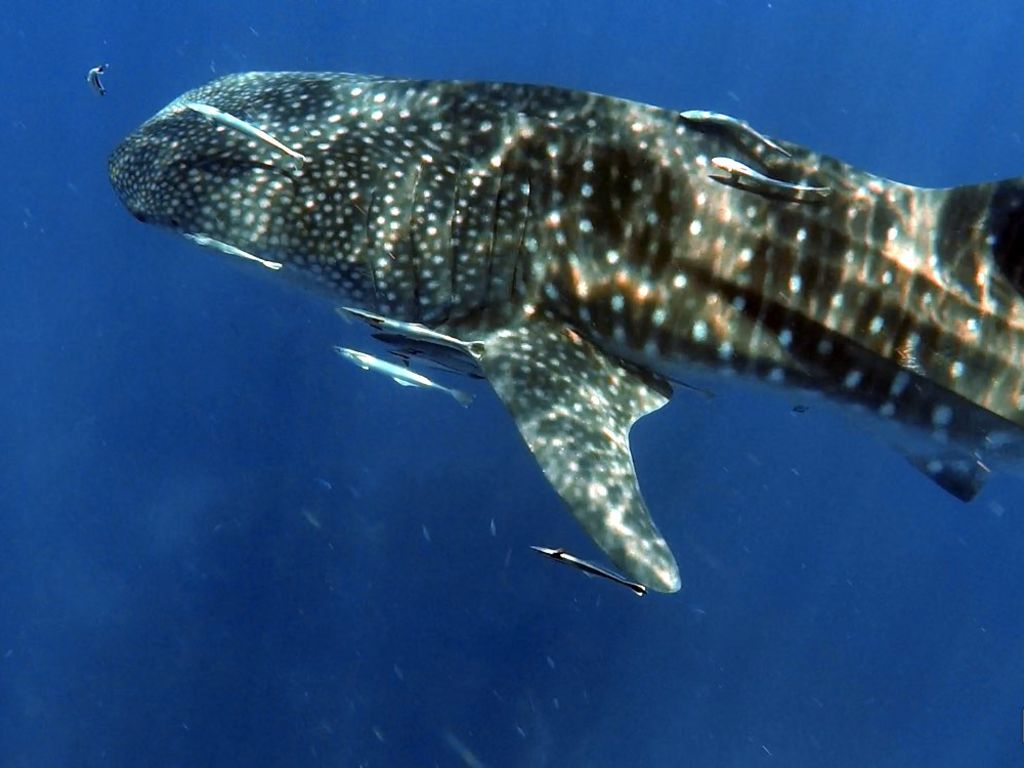 0b4caac4-be6b-4885-93d1-d09176d38785