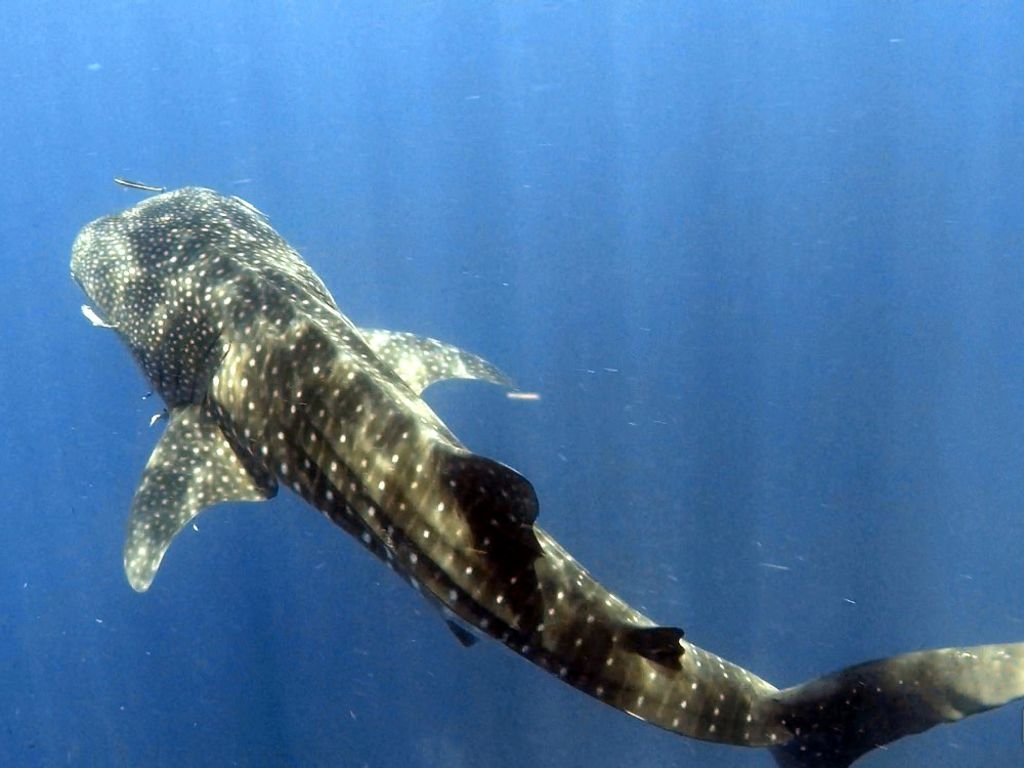 0b4caac4-be6b-4885-93d1-d09176d38785