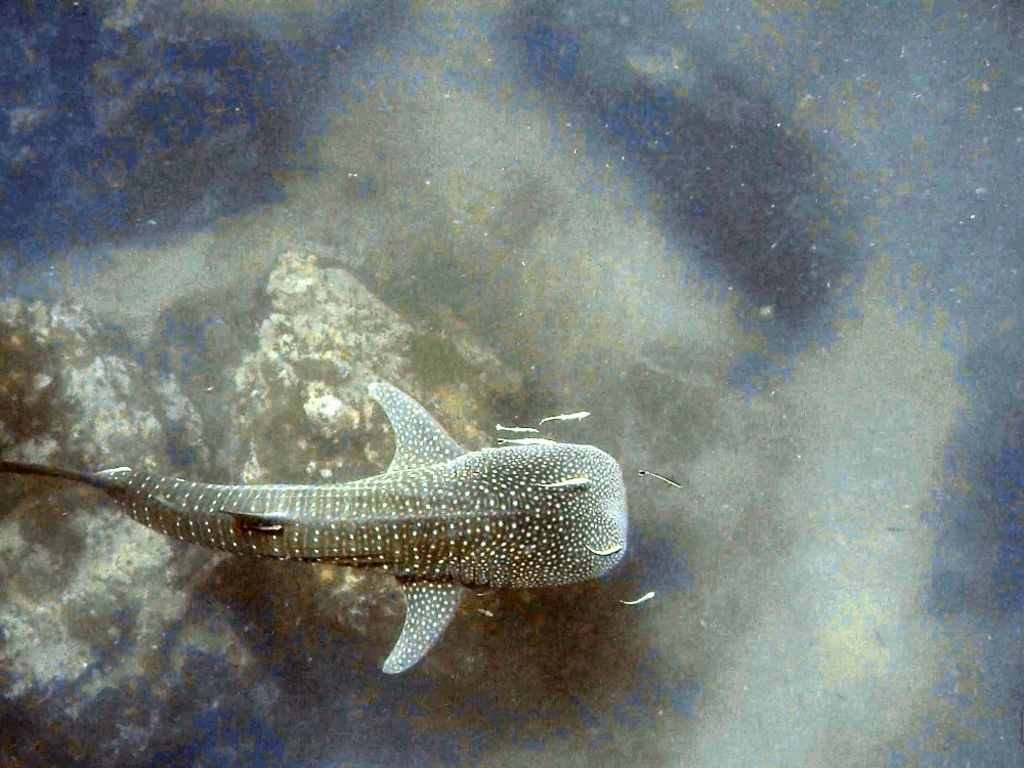 0b4caac4-be6b-4885-93d1-d09176d38785