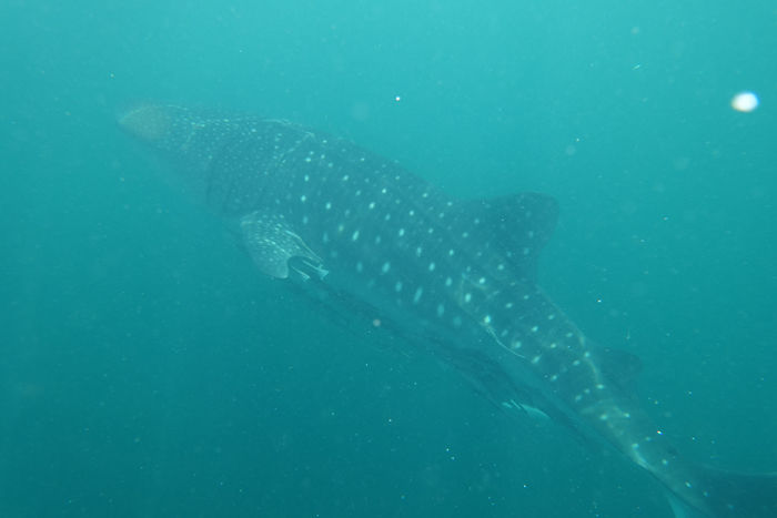 82618325-9da1-42fe-9ba0-95425294f4b5