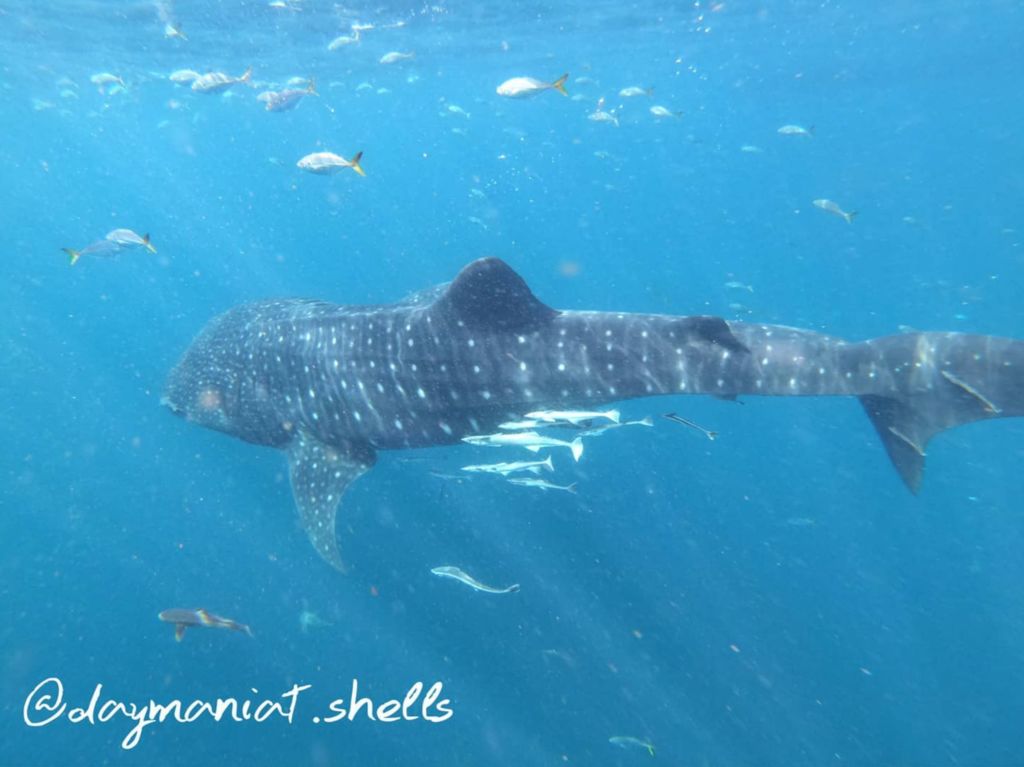 4d2a825c-93da-4d6f-be23-042d4e4a50ea