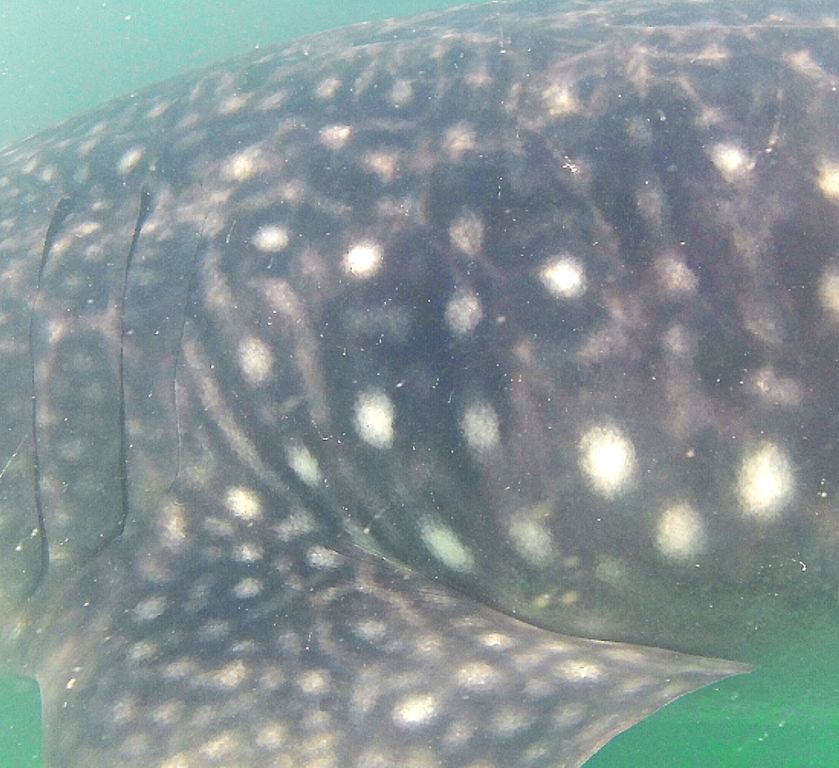 cef08097-db55-4666-983a-bf08861a693a