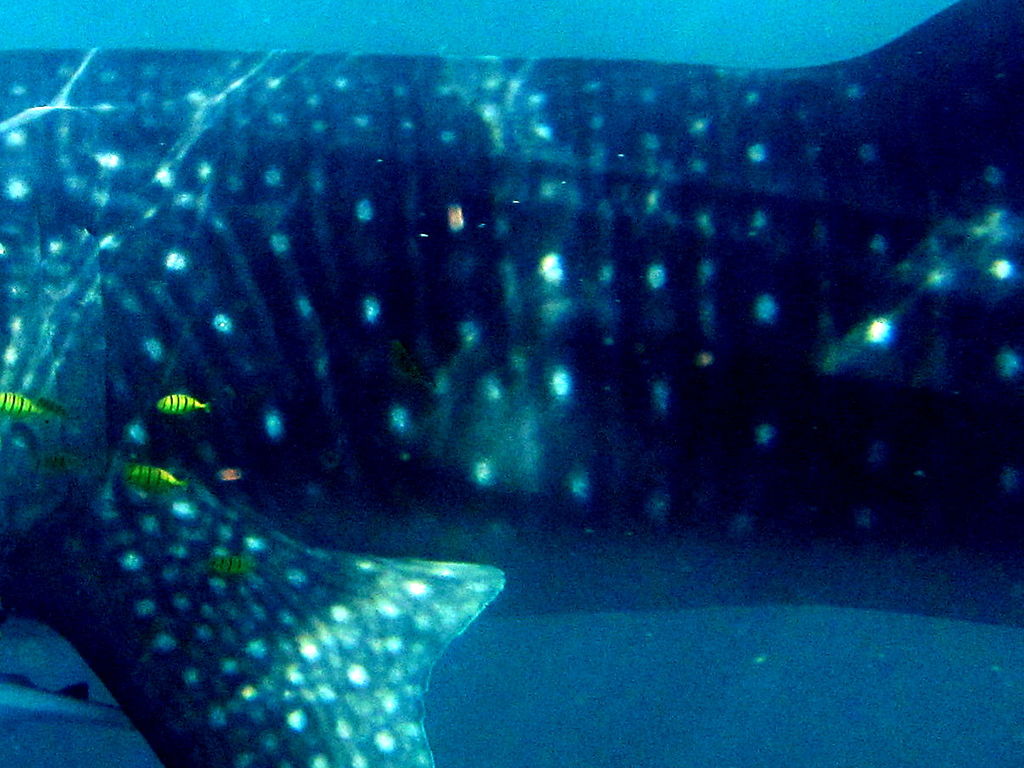 f0ebe061-c2f8-4939-9d06-6ec1263b4d4d