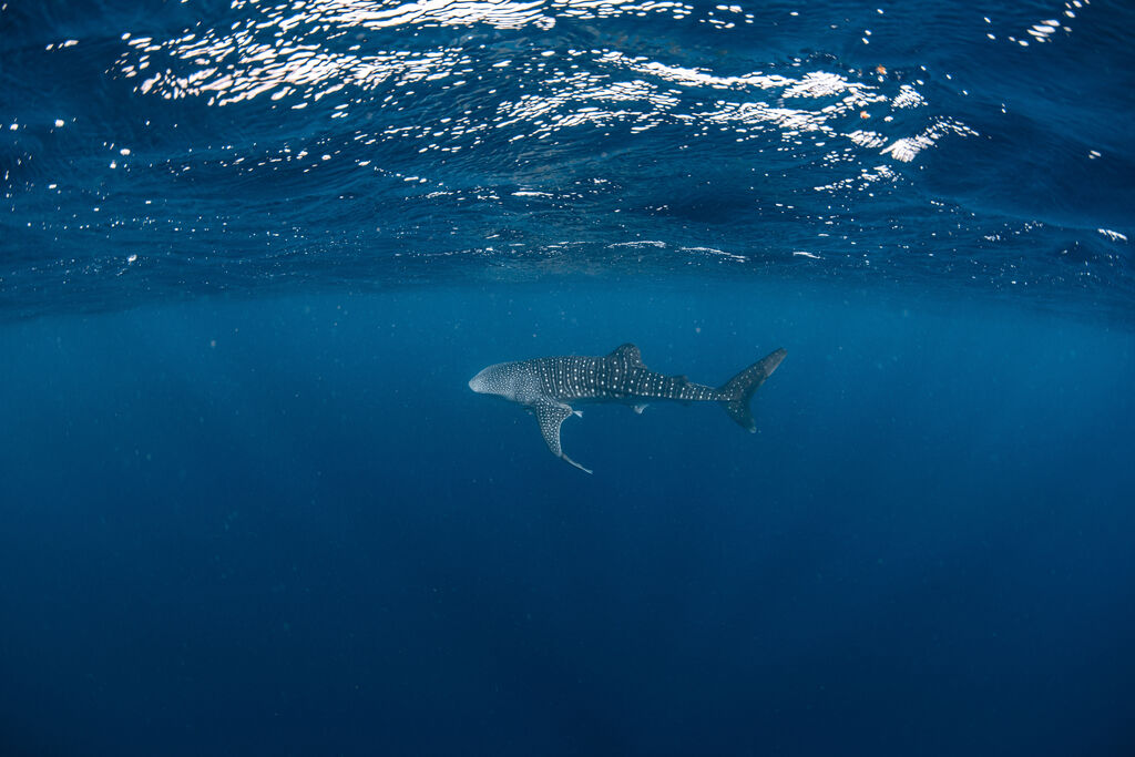 15cc4766-20eb-4223-9309-5839ae24a2d3