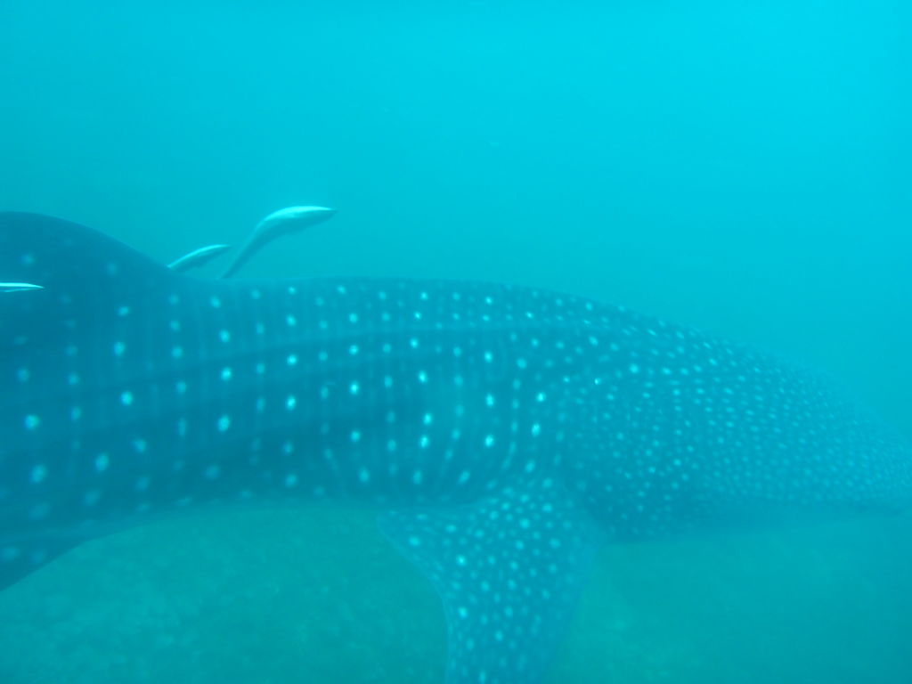 c6a56980-6fda-482b-b636-c7695095f0e7