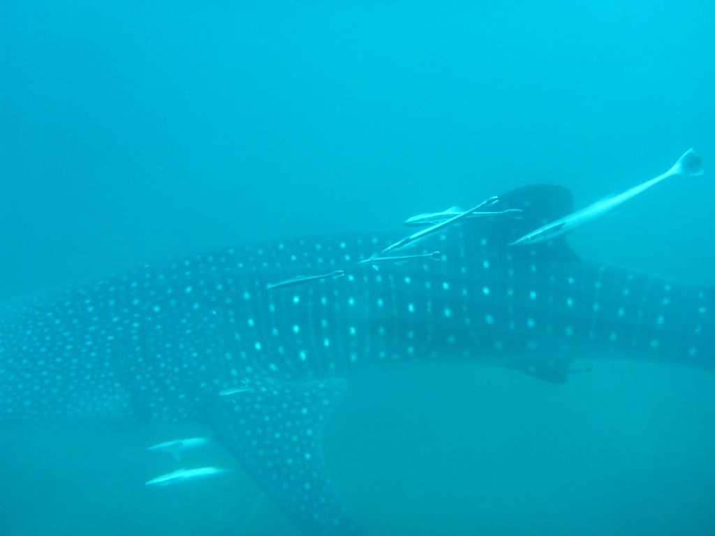 c6a56980-6fda-482b-b636-c7695095f0e7