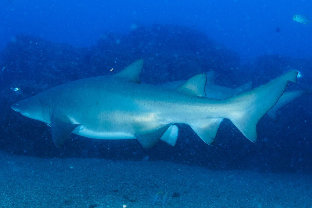 fec13b57-cc00-4320-91aa-31dc8759de37