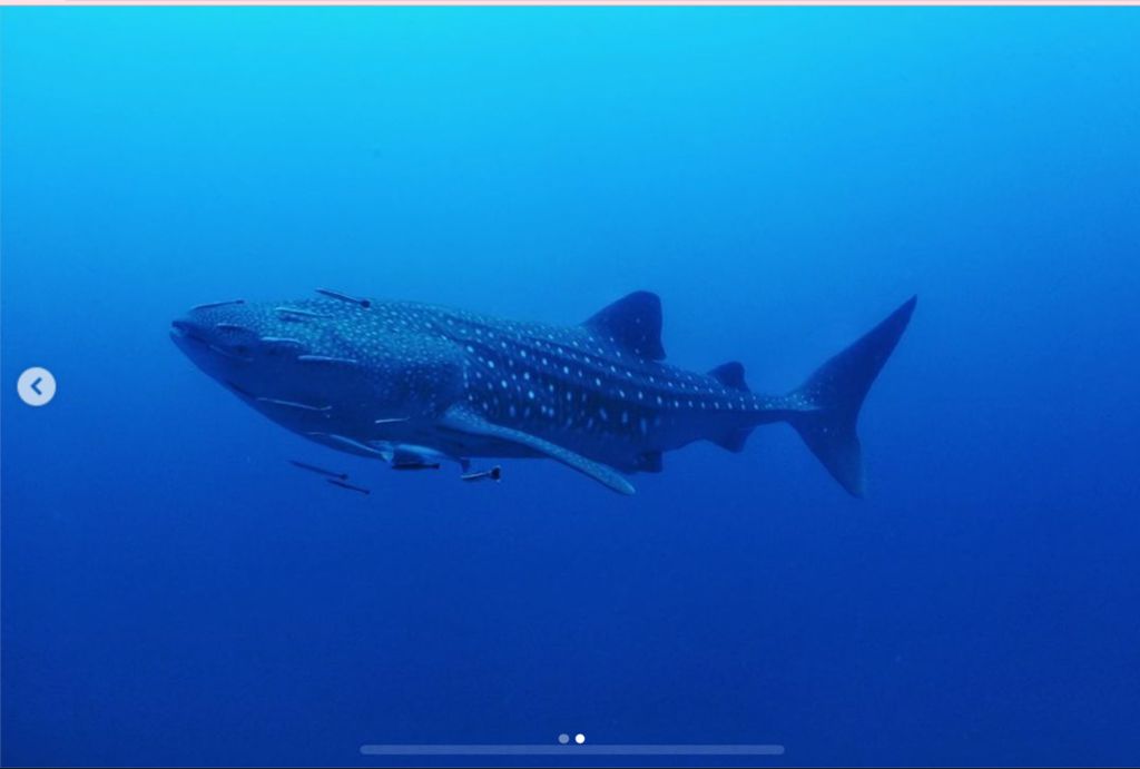 2614b9ed-18c3-440a-8d94-0aa50cb69ede