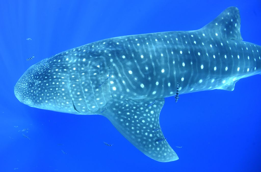 9d1f65a1-9bff-438e-bf9f-b37fb87f03ff