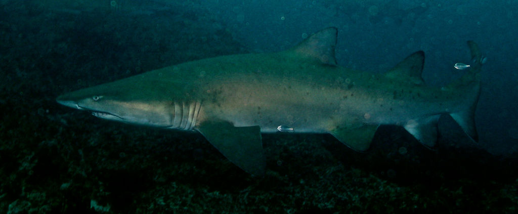 e085a057-8db1-40f4-8b68-754d20b625ad