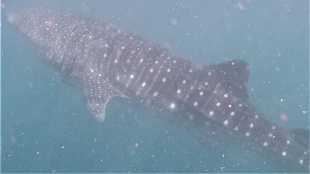 dc61db6b-2672-475c-8f27-1cb8cd8d232e